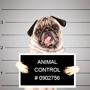 Animal Control Law