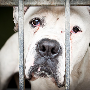 Animal Shelter Law